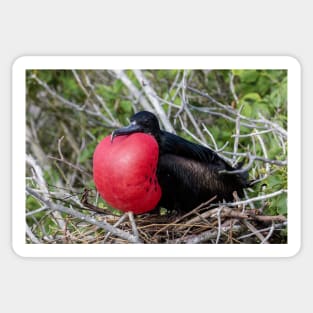 Magnificent Frigatebird Sticker